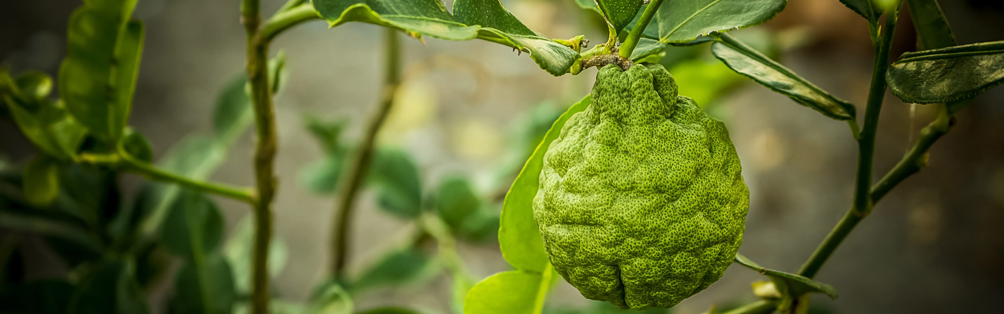 Bergamot shutterstock 391533682