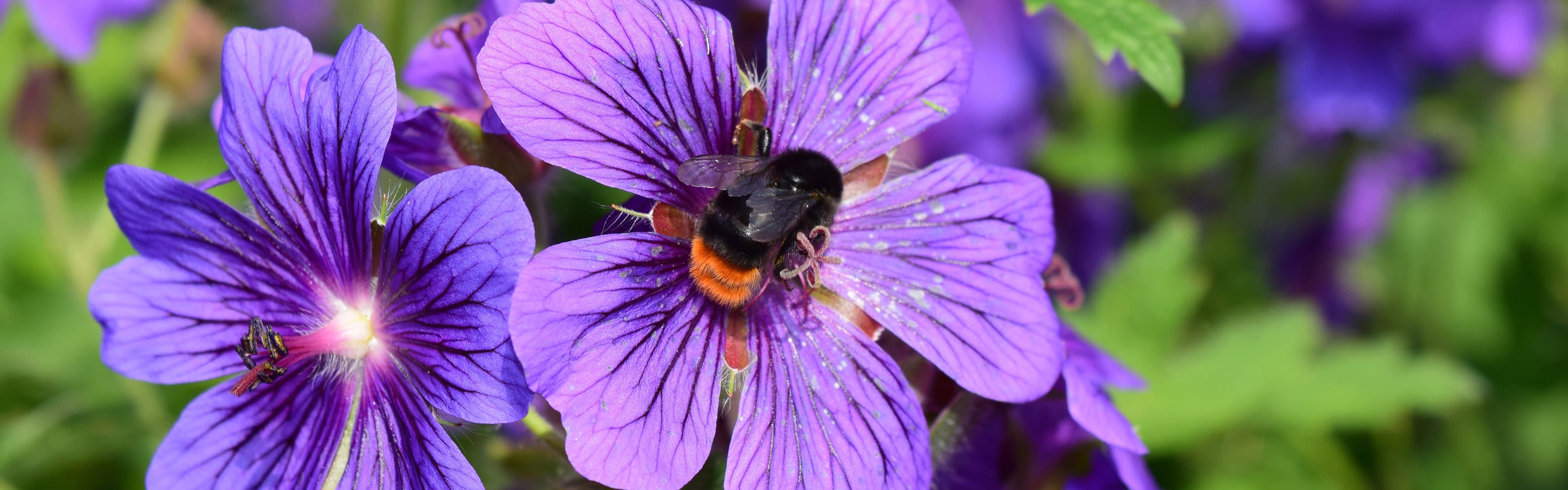 Geranium shutterstock 643714732