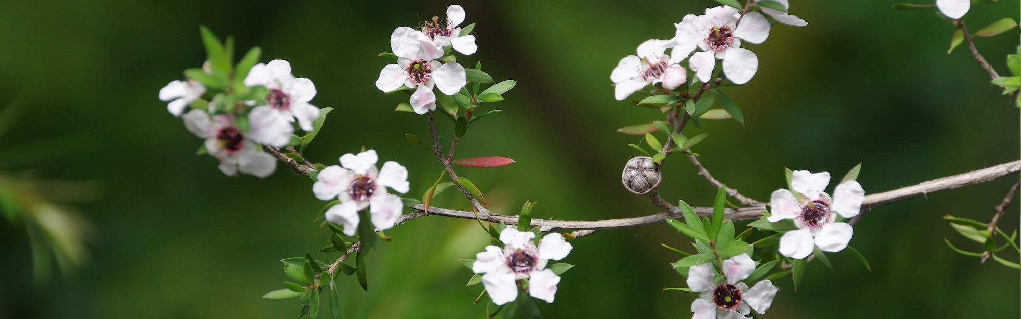 Manuka shutterstock 310493177