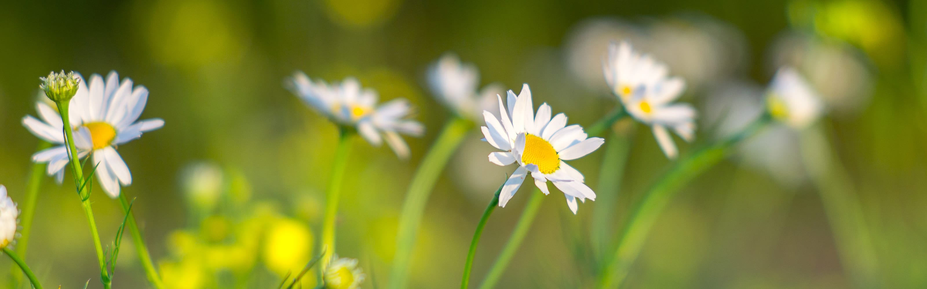 Roman chamomile shutterstock 565652002