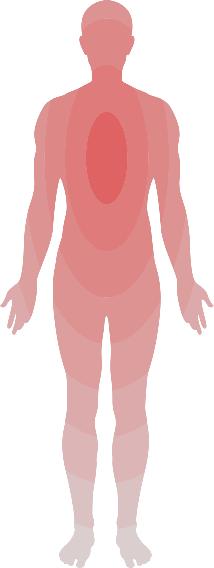 Body System Illustration