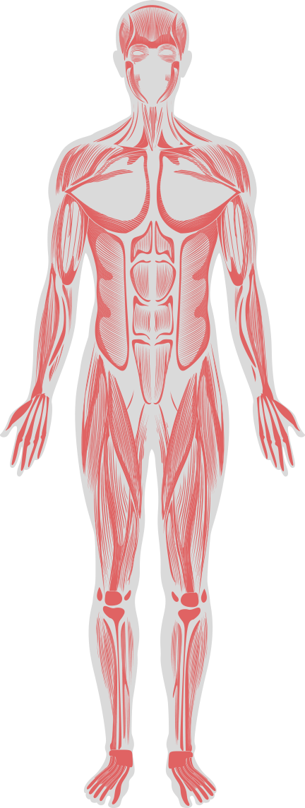 Body System Illustration